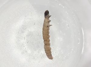  ( - BIOUG90290-B10)  @11 [ ] CreativeCommons - Attribution (2022) Centre for Biodiversity Genomics Centre for Biodiversity Genomics