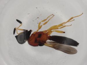  ( - BIOUG90478-E05)  @11 [ ] CreativeCommons - Attribution (2022) Centre for Biodiversity Genomics Centre for Biodiversity Genomics