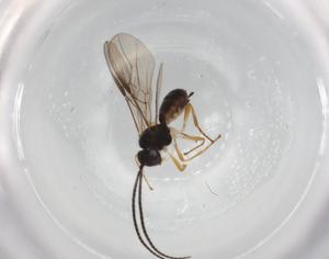  ( - BIOUG90479-E12)  @11 [ ] CreativeCommons - Attribution (2022) Centre for Biodiversity Genomics Centre for Biodiversity Genomics