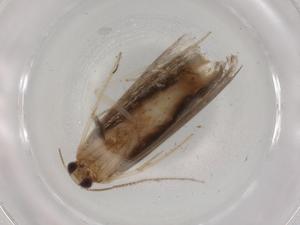  ( - BIOUG90480-D11)  @11 [ ] CreativeCommons - Attribution (2022) Centre for Biodiversity Genomics Centre for Biodiversity Genomics