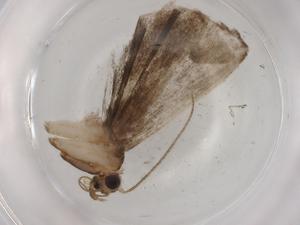  ( - BIOUG90787-A05)  @11 [ ] CreativeCommons - Attribution (2022) Centre for Biodiversity Genomics Centre for Biodiversity Genomics