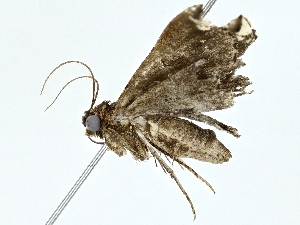  ( - BIOUG85484-B05)  @11 [ ] CreativeCommons - Attribution (2022) CBG Photography Group Centre for Biodiversity Genomics