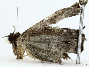  ( - BIOUG85494-C05)  @11 [ ] CreativeCommons - Attribution (2022) CBG Photography Group Centre for Biodiversity Genomics