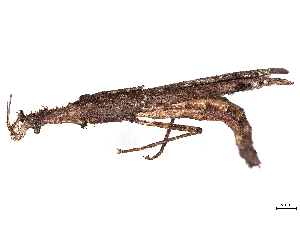  ( - BIOUG85494-H11)  @11 [ ] CreativeCommons - Attribution (2022) CBG Photography Group Centre for Biodiversity Genomics