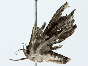  (Metalectra Malaise3030 - BIOUG85495-G09)  @11 [ ] CreativeCommons - Attribution (2022) CBG Photography Group Centre for Biodiversity Genomics