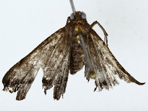  ( - BIOUG85495-G10)  @11 [ ] CreativeCommons - Attribution (2022) CBG Photography Group Centre for Biodiversity Genomics