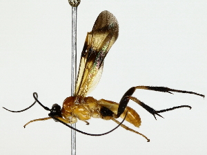  ( - BIOUG85495-H04)  @11 [ ] CreativeCommons - Attribution (2022) CBG Photography Group Centre for Biodiversity Genomics
