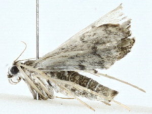  ( - BIOUG85496-E09)  @11 [ ] CreativeCommons - Attribution (2022) CBG Photography Group Centre for Biodiversity Genomics