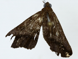  ( - BIOUG85515-A11)  @11 [ ] CreativeCommons - Attribution (2022) CBG Photography Group Centre for Biodiversity Genomics