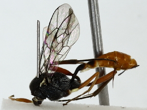  ( - BIOUG85515-D12)  @11 [ ] CreativeCommons - Attribution (2022) CBG Photography Group Centre for Biodiversity Genomics