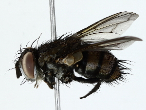  ( - BIOUG89982-D04)  @11 [ ] CreativeCommons - Attribution (2022) CBG Photography Group Centre for Biodiversity Genomics