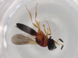  ( - BIOUG91724-G09)  @11 [ ] CreativeCommons - Attribution (2022) Centre for Biodiversity Genomics Centre for Biodiversity Genomics