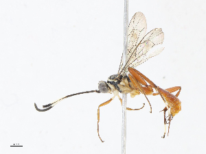  ( - CBG-A08770-D12)  @11 [ ] CreativeCommons - Attribution Share - Alike (2023) CBG Photography Group Centre for Biodiversity Genomics