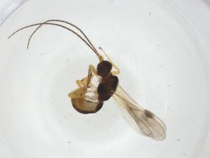  (Heterospilus Malaise5216 - CBG-A10486-A07)  @11 [ ] CreativeCommons - Attribution Share - Alike (2023) Centre for Biodiversity Genomics Centre for Biodiversity Genomics