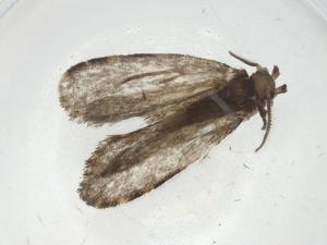  ( - CBG-A10486-A12)  @11 [ ] CreativeCommons - Attribution Share - Alike (2023) Centre for Biodiversity Genomics Centre for Biodiversity Genomics