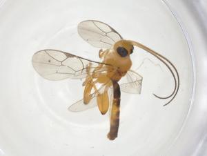  ( - CBG-A37647-A06)  @11 [ ] CreativeCommons - Attribution Share - Alike (2024) Centre for Biodiversity Genomics Centre for Biodiversity Genomics