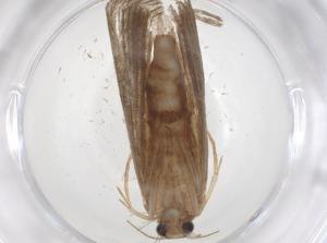  ( - CBG-A37743-C01)  @11 [ ] CreativeCommons - Attribution Share - Alike (2024) Centre for Biodiversity Genomics Centre for Biodiversity Genomics