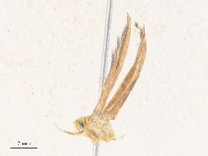  ( - CBG-A38421-D02)  @11 [ ] CreativeCommons - Attribution Share - Alike (2024) CBG Photography Group Centre for Biodiversity Genomics