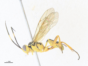  ( - CBG-A38422-D11)  @11 [ ] CreativeCommons - Attribution Share - Alike (2024) CBG Photography Group Centre for Biodiversity Genomics