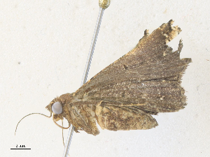  ( - CBG-A38423-A04)  @11 [ ] CreativeCommons - Attribution Share - Alike (2024) CBG Photography Group Centre for Biodiversity Genomics