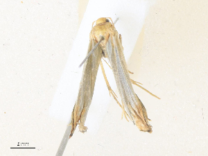  ( - CBG-A38514-G08)  @11 [ ] CreativeCommons - Attribution Share - Alike (2024) CBG Photography Group Centre for Biodiversity Genomics