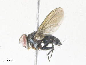  ( - CBG-A38517-A08)  @11 [ ] CreativeCommons - Attribution Share - Alike (2024) CBG Photography Group Centre for Biodiversity Genomics