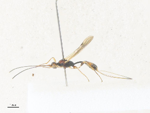  (Notiospathius Malaise6049 - CBG-A38517-C07)  @11 [ ] CreativeCommons - Attribution Share - Alike (2024) CBG Photography Group Centre for Biodiversity Genomics