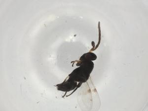  ( - BIOUG97256-D11)  @11 [ ] CreativeCommons - Attribution (2023) Centre for Biodiversity Genomics Centre for Biodiversity Genomics