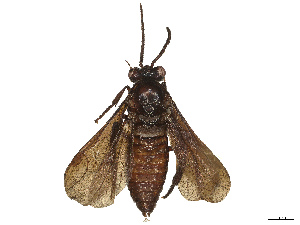  ( - BIOUG97257-C06)  @11 [ ] CreativeCommons - Attribution Share - Alike (2025) CBG Photography Group Centre for Biodiversity Genomics