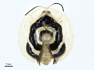  ( - BIOUG97741-C11)  @11 [ ] CreativeCommons - Attribution (2023) CBG Photography Group Centre for Biodiversity Genomics