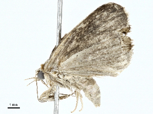  ( - BIOUG97741-H05)  @11 [ ] CreativeCommons - Attribution (2023) CBG Photography Group Centre for Biodiversity Genomics