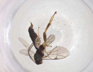  ( - CBG-A00216-A02)  @11 [ ] CreativeCommons - Attribution (2023) Centre for Biodiversity Genomics Centre for Biodiversity Genomics