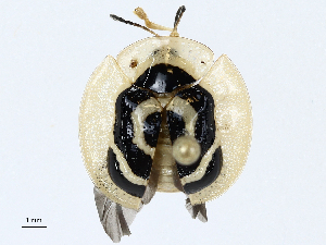  ( - CBG-A00357-B11)  @11 [ ] CreativeCommons - Attribution (2023) CBG Photography Group Centre for Biodiversity Genomics