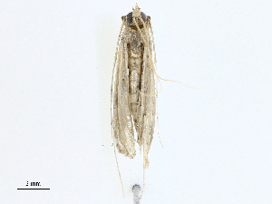  ( - CBG-A00357-D03)  @11 [ ] CreativeCommons - Attribution (2023) CBG Photography Group Centre for Biodiversity Genomics