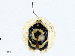  ( - CBG-A00359-E04)  @11 [ ] CreativeCommons - Attribution (2023) CBG Photography Group Centre for Biodiversity Genomics