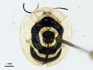 ( - CBG-A01237-E12)  @11 [ ] CreativeCommons - Attribution (2023) CBG Photography Group Centre for Biodiversity Genomics
