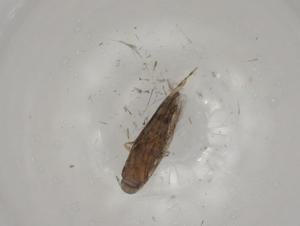  ( - CBG-A01709-E06)  @11 [ ] CreativeCommons - Attribution (2023) Centre for Biodiversity Genomics Centre for Biodiversity Genomics