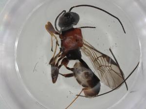  ( - CBG-A01720-F10)  @11 [ ] CreativeCommons - Attribution (2023) Centre for Biodiversity Genomics Centre for Biodiversity Genomics