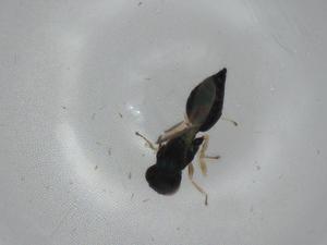  ( - CBG-A01811-G11)  @11 [ ] CreativeCommons - Attribution (2023) Centre for Biodiversity Genomics Centre for Biodiversity Genomics