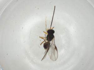  (opiMalaise01 Malaise4913 - CBG-A02808-F01)  @11 [ ] CreativeCommons - Attribution (2023) Centre for Biodiversity Genomics Centre for Biodiversity Genomics