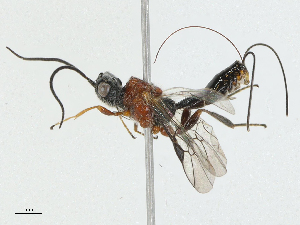  ( - CBG-A02906-H03)  @11 [ ] CreativeCommons - Attribution (2023) CBG Photography Group Centre for Biodiversity Genomics
