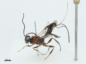  ( - CBG-A02906-H09)  @11 [ ] CreativeCommons - Attribution (2023) CBG Photography Group Centre for Biodiversity Genomics