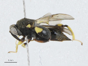  (chalMalaise01 Malaise2854 - CBG-A02907-B08)  @11 [ ] CreativeCommons - Attribution (2023) CBG Photography Group Centre for Biodiversity Genomics