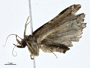  (Metalectra Malaise8786 - CBG-A01232-B08)  @11 [ ] CreativeCommons - Attribution (2023) CBG Photography Group Centre for Biodiversity Genomics