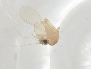  ( - CBG-A01766-H05)  @11 [ ] CreativeCommons - Attribution (2023) Centre for Biodiversity Genomics Centre for Biodiversity Genomics