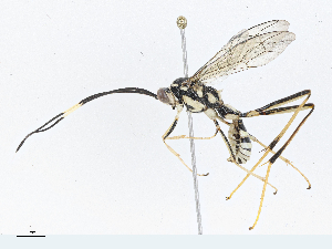  ( - CBG-A04470-B06)  @11 [ ] CreativeCommons - Attribution (2023) CBG Photography Group Centre for Biodiversity Genomics
