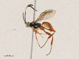  ( - CBG-A04471-A09)  @11 [ ] CreativeCommons - Attribution (2023) CBG Photography Group Centre for Biodiversity Genomics
