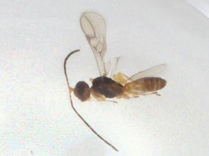  (Ecphylus Malaise9695 - CBG-A05060-D02)  @11 [ ] CreativeCommons - Attribution (2023) Centre for Biodiversity Genomics Centre for Biodiversity Genomics