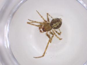  ( - CBG-A05568-D09)  @11 [ ] CreativeCommons - Attribution (2023) Centre for Biodiversity Genomics Centre for Biodiversity Genomics