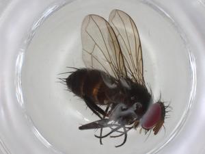  (Ischyrophaga Malaise4932 - CBG-A05569-E05)  @11 [ ] CreativeCommons - Attribution (2023) Centre for Biodiversity Genomics Centre for Biodiversity Genomics
